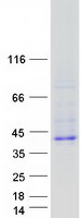RELL2 Protein - Purified recombinant protein RELL2 was analyzed by SDS-PAGE gel and Coomassie Blue Staining
