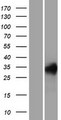 REM1 / REM-1 Protein - Western validation with an anti-DDK antibody * L: Control HEK293 lysate R: Over-expression lysate