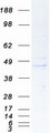 REM2 Protein - Purified recombinant protein REM2 was analyzed by SDS-PAGE gel and Coomassie Blue Staining