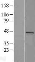 REN / Renin 1 Protein - Western validation with an anti-DDK antibody * L: Control HEK293 lysate R: Over-expression lysate