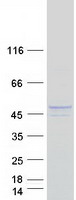 REN / Renin 1 Protein - Purified recombinant protein REN was analyzed by SDS-PAGE gel and Coomassie Blue Staining