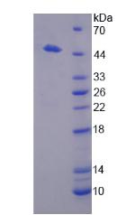 Renal Dipeptidase / DPEP1 Protein - Recombinant Dipeptidase 1, Renal By SDS-PAGE