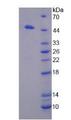 Renal Dipeptidase / DPEP1 Protein - Recombinant Dipeptidase 1, Renal By SDS-PAGE