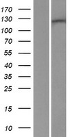 RENT1 / UPF1 Protein - Western validation with an anti-DDK antibody * L: Control HEK293 lysate R: Over-expression lysate