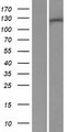 RENT1 / UPF1 Protein - Western validation with an anti-DDK antibody * L: Control HEK293 lysate R: Over-expression lysate
