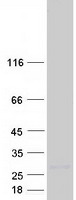 REPRIMO / RPRM Protein - Purified recombinant protein RPRM was analyzed by SDS-PAGE gel and Coomassie Blue Staining