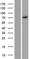 REPS2 Protein - Western validation with an anti-DDK antibody * L: Control HEK293 lysate R: Over-expression lysate