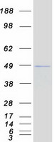 Requiem / DPF2 Protein - Purified recombinant protein DPF2 was analyzed by SDS-PAGE gel and Coomassie Blue Staining