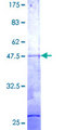 RER1 Protein - 12.5% SDS-PAGE of human RER1 stained with Coomassie Blue