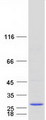 RER1 Protein - Purified recombinant protein RER1 was analyzed by SDS-PAGE gel and Coomassie Blue Staining