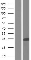 RERG Protein - Western validation with an anti-DDK antibody * L: Control HEK293 lysate R: Over-expression lysate