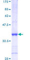 RET Protein - 12.5% SDS-PAGE Stained with Coomassie Blue.