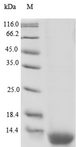 RETNLB / RELM-Beta Protein - (Tris-Glycine gel) Discontinuous SDS-PAGE (reduced) with 5% enrichment gel and 15% separation gel.