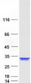 REXO2 Protein - Purified recombinant protein REXO2 was analyzed by SDS-PAGE gel and Coomassie Blue Staining