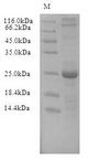 REXO4 / MPMC2 Protein - (Tris-Glycine gel) Discontinuous SDS-PAGE (reduced) with 5% enrichment gel and 15% separation gel.