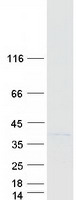 RFC2 / RFC40 Protein - Purified recombinant protein RFC2 was analyzed by SDS-PAGE gel and Coomassie Blue Staining