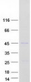RFC3 Protein - Purified recombinant protein RFC3 was analyzed by SDS-PAGE gel and Coomassie Blue Staining