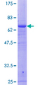 RFC4 Protein - 12.5% SDS-PAGE of human RFC4 stained with Coomassie Blue