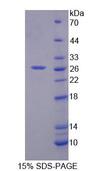 RFC4 Protein - Recombinant Replication Factor C4 (RFC4) by SDS-PAGE