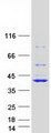 RFC4 Protein - Purified recombinant protein RFC4 was analyzed by SDS-PAGE gel and Coomassie Blue Staining