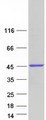 RFC4 Protein - Purified recombinant protein RFC4 was analyzed by SDS-PAGE gel and Coomassie Blue Staining