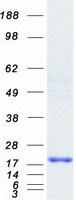 RFESD Protein - Purified recombinant protein RFESD was analyzed by SDS-PAGE gel and Coomassie Blue Staining