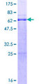 RFFL Protein - 12.5% SDS-PAGE of human RFFL stained with Coomassie Blue