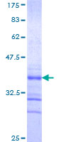 RFFL Protein - 12.5% SDS-PAGE Stained with Coomassie Blue.