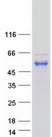 RFFL Protein - Purified recombinant protein RFFL was analyzed by SDS-PAGE gel and Coomassie Blue Staining