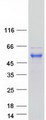 RFFL Protein - Purified recombinant protein RFFL was analyzed by SDS-PAGE gel and Coomassie Blue Staining