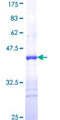 RFK Protein - 12.5% SDS-PAGE Stained with Coomassie Blue.