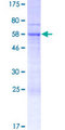 RFPL2 Protein - 12.5% SDS-PAGE of human RFPL2 stained with Coomassie Blue
