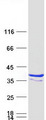 RFPL3 Protein - Purified recombinant protein RFPL3 was analyzed by SDS-PAGE gel and Coomassie Blue Staining