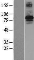 RFWD3 Protein - Western validation with an anti-DDK antibody * L: Control HEK293 lysate R: Over-expression lysate