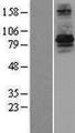 RFWD3 Protein - Western validation with an anti-DDK antibody * L: Control HEK293 lysate R: Over-expression lysate