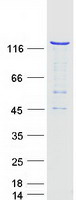 RFX / RFX1 Protein - Purified recombinant protein RFX1 was analyzed by SDS-PAGE gel and Coomassie Blue Staining