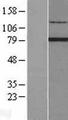 RFX2 Protein - Western validation with an anti-DDK antibody * L: Control HEK293 lysate R: Over-expression lysate