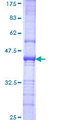 RFX2 Protein - 12.5% SDS-PAGE Stained with Coomassie Blue.