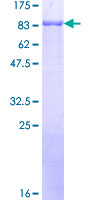 RFX4 Protein - 12.5% SDS-PAGE of human RFX4 stained with Coomassie Blue