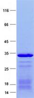 RFX5 Protein