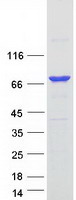 RFX5 Protein - Purified recombinant protein RFX5 was analyzed by SDS-PAGE gel and Coomassie Blue Staining