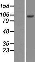 RFX6 Protein - Western validation with an anti-DDK antibody * L: Control HEK293 lysate R: Over-expression lysate
