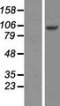 RFX6 Protein - Western validation with an anti-DDK antibody * L: Control HEK293 lysate R: Over-expression lysate