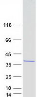 RFXANK Protein - Purified recombinant protein RFXANK was analyzed by SDS-PAGE gel and Coomassie Blue Staining
