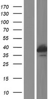 RFXAP Protein - Western validation with an anti-DDK antibody * L: Control HEK293 lysate R: Over-expression lysate
