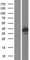 RFXAP Protein - Western validation with an anti-DDK antibody * L: Control HEK293 lysate R: Over-expression lysate