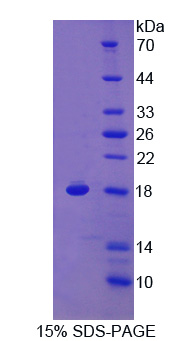 RGCC Protein - Recombinant Response Gene To Complement 32 By SDS-PAGE