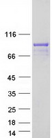 RGL3 Protein - Purified recombinant protein RGL3 was analyzed by SDS-PAGE gel and Coomassie Blue Staining
