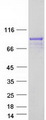 RGL3 Protein - Purified recombinant protein RGL3 was analyzed by SDS-PAGE gel and Coomassie Blue Staining