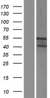 RGL4 Protein - Western validation with an anti-DDK antibody * L: Control HEK293 lysate R: Over-expression lysate